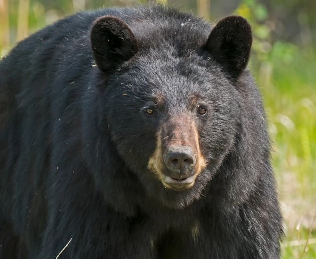 Oso negro americano