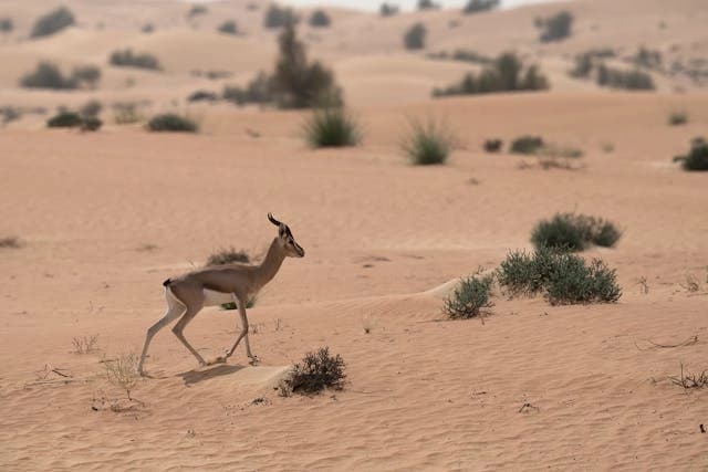 Arabian Gazelle