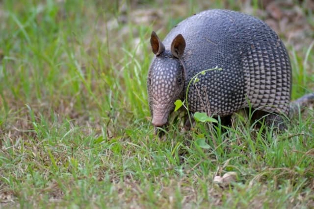 Armadillo