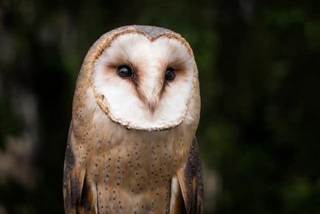 Barn Owl