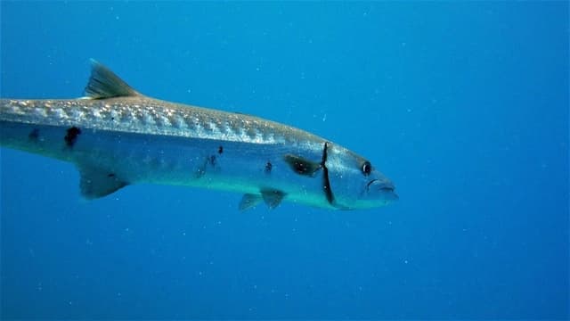 Barracuda