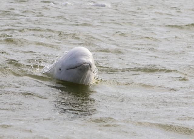 Ballena beluga