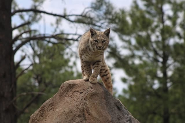 Bobcat