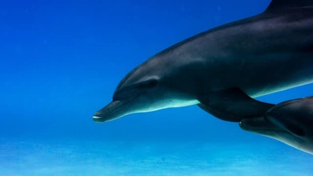 Bottlenose Dolphin