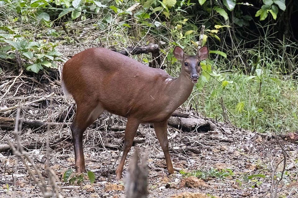 Corzo rojo
