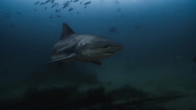 Bull Shark