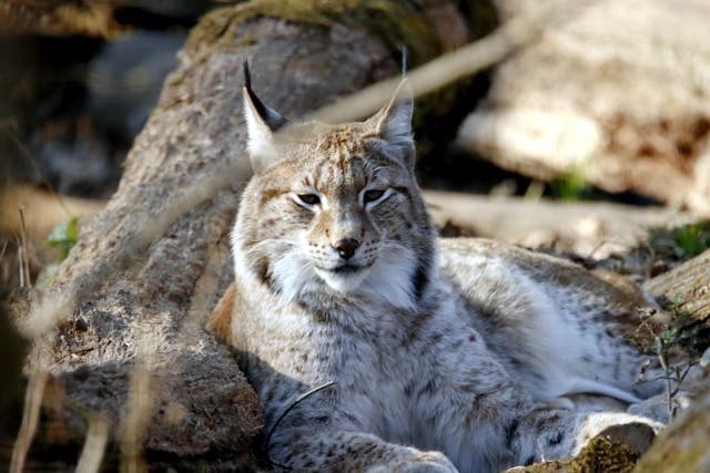 Lince canadiense