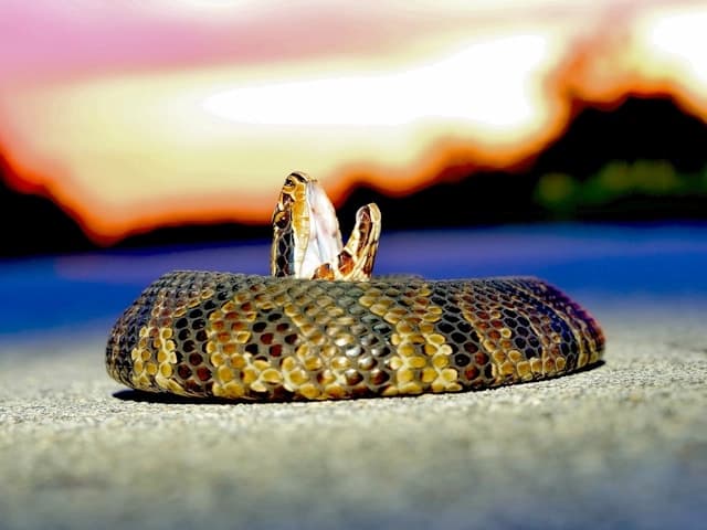 Cottonmouth Snake