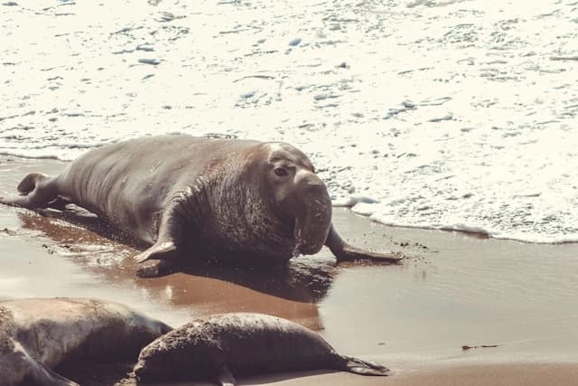 Elefante Marino