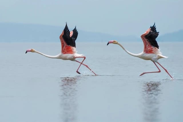 Flamingo
