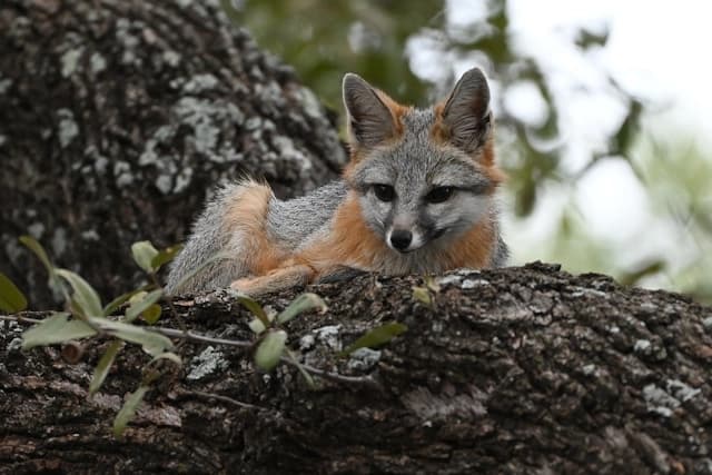 Gray Fox