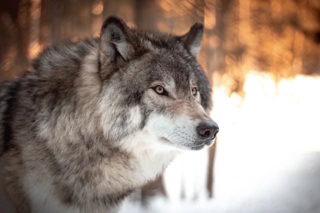 Lobo Gris