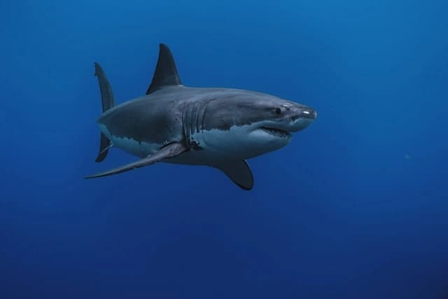 Tiburón blanco
