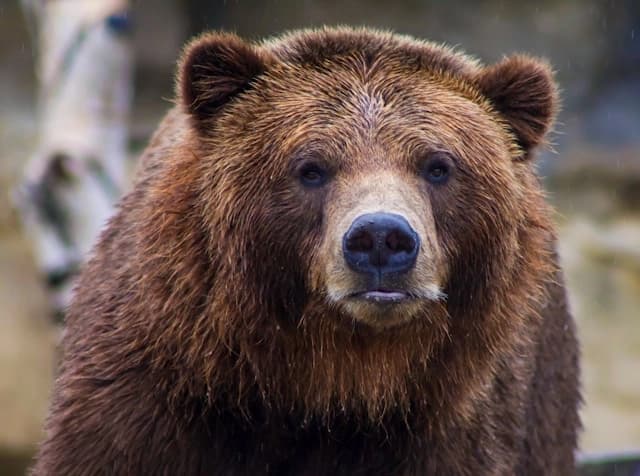 Oso grizzly