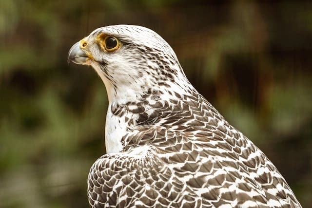 Gyrfalcon
