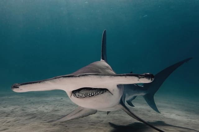Hammerhead Shark