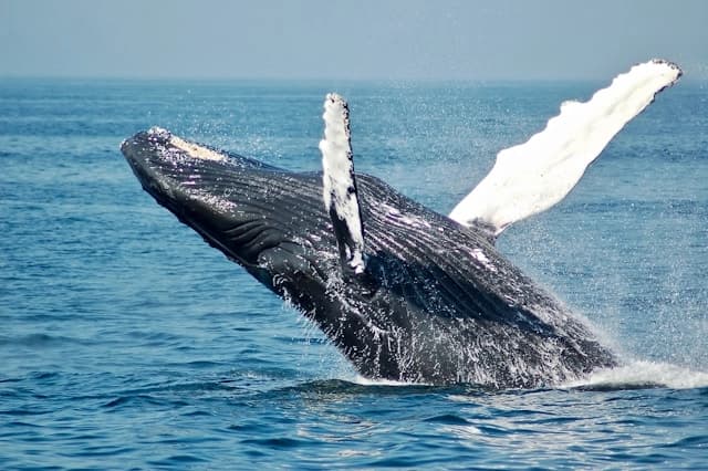 Ballena jorobada