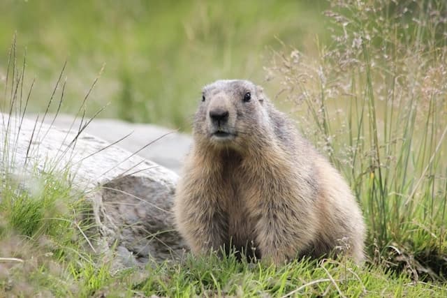 Marmota