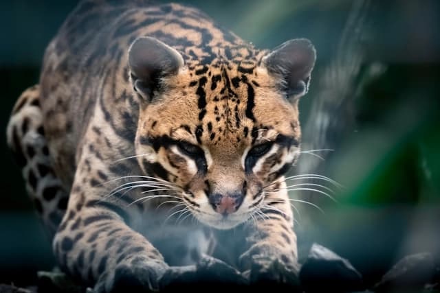 Ocelot