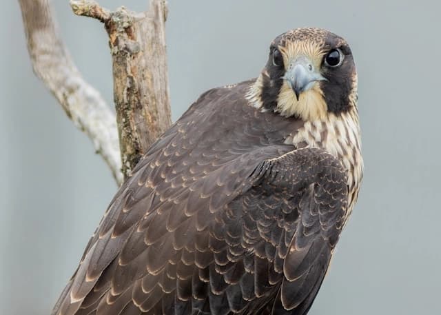 Halcón peregrino