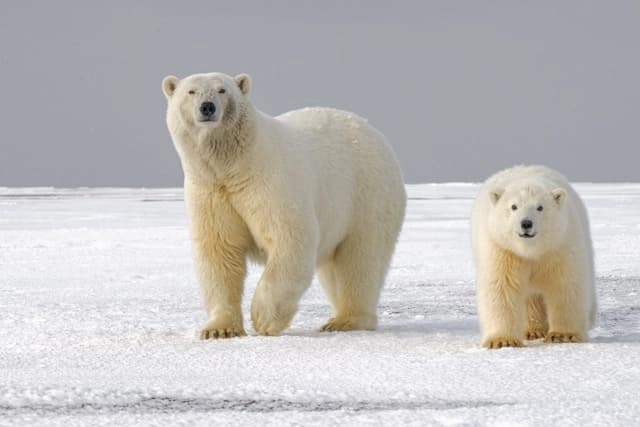 Oso polar