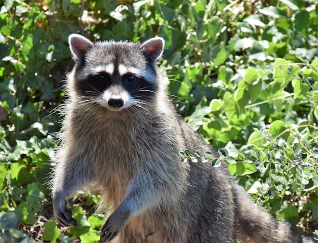Raccoon