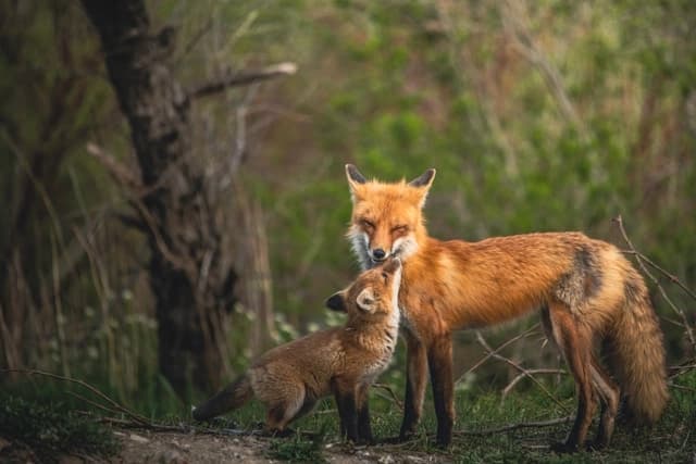 Red Fox