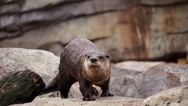 River Otter