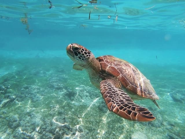 Sea Turtle