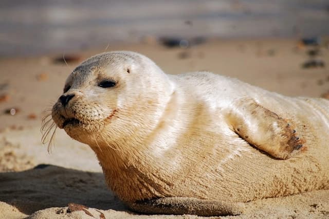 Foca