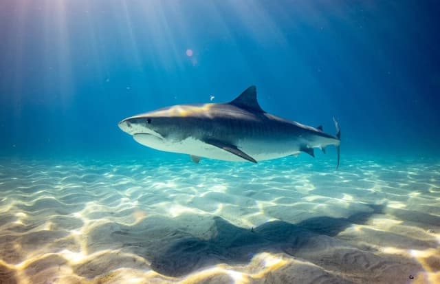Tiger Shark