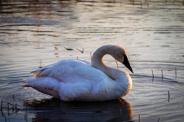 Trumpeter Swan