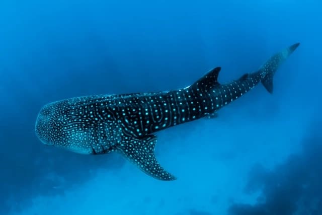 Tiburón Ballena