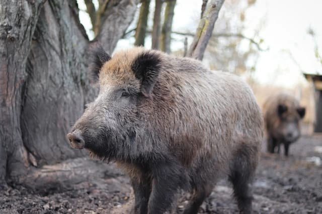 Wild Boar
