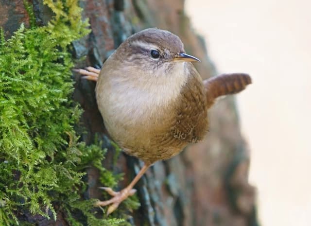 Wren