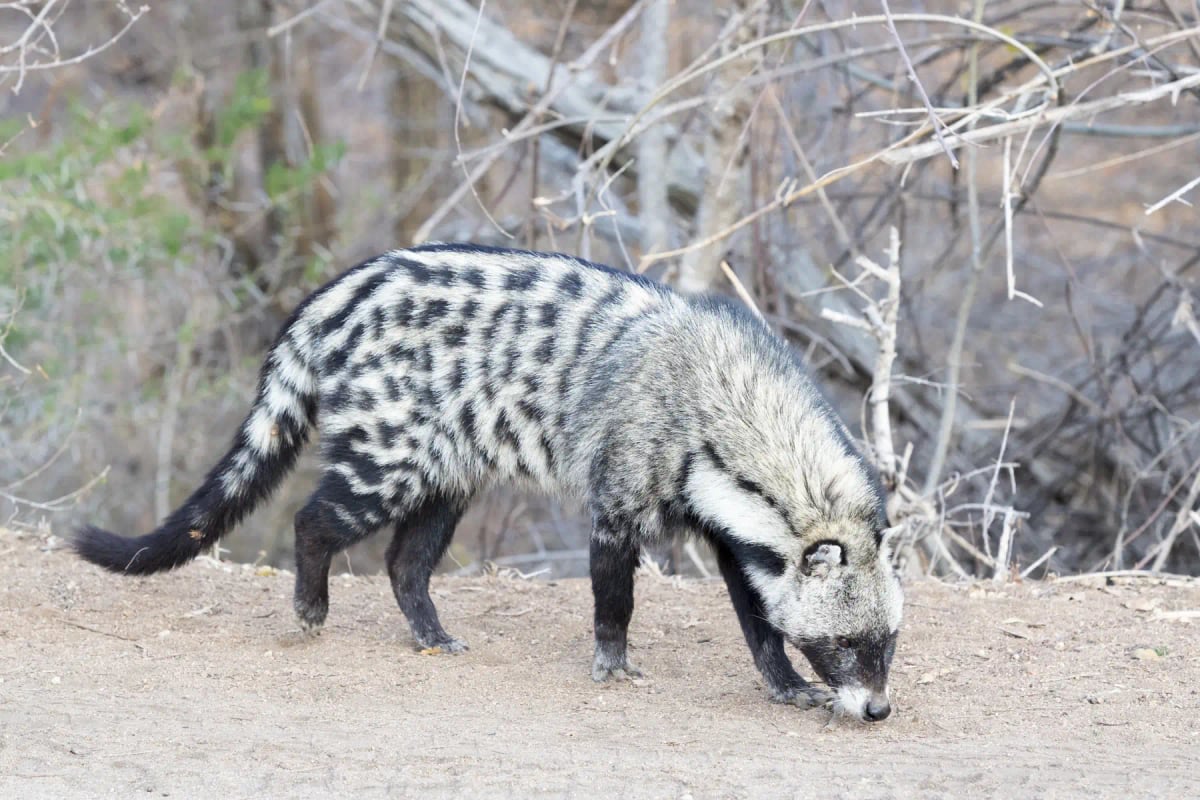 Civeta africana en la naturaleza