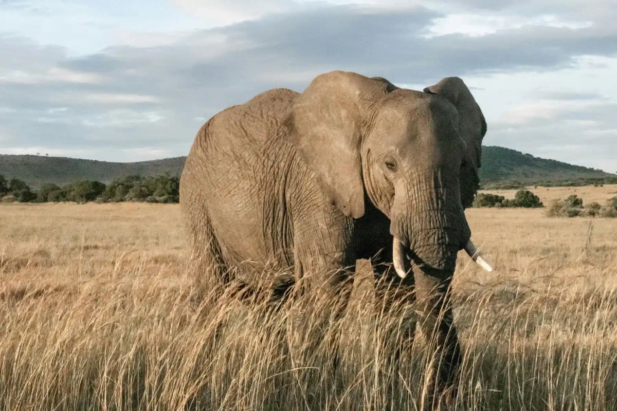 Elefante africano en la naturaleza