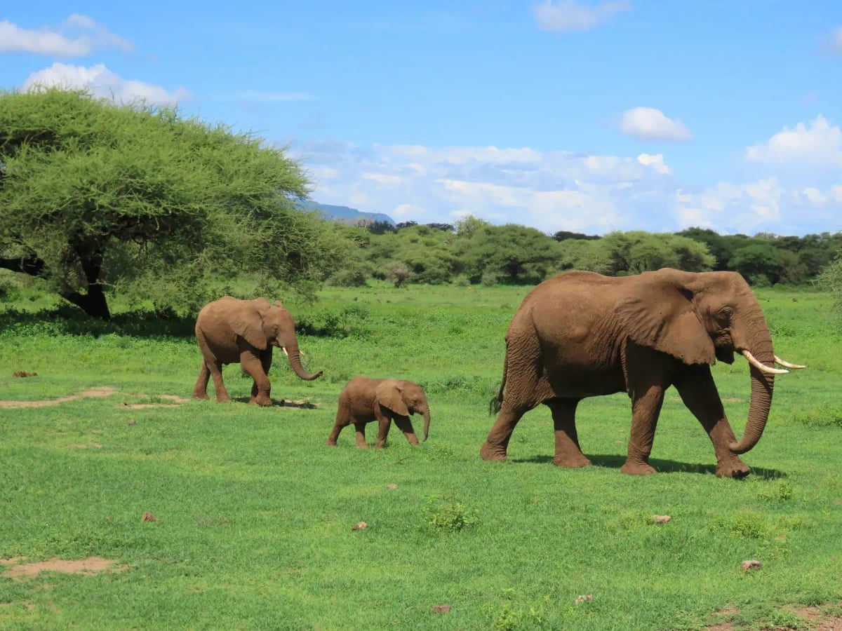 Elefante africano en la naturaleza