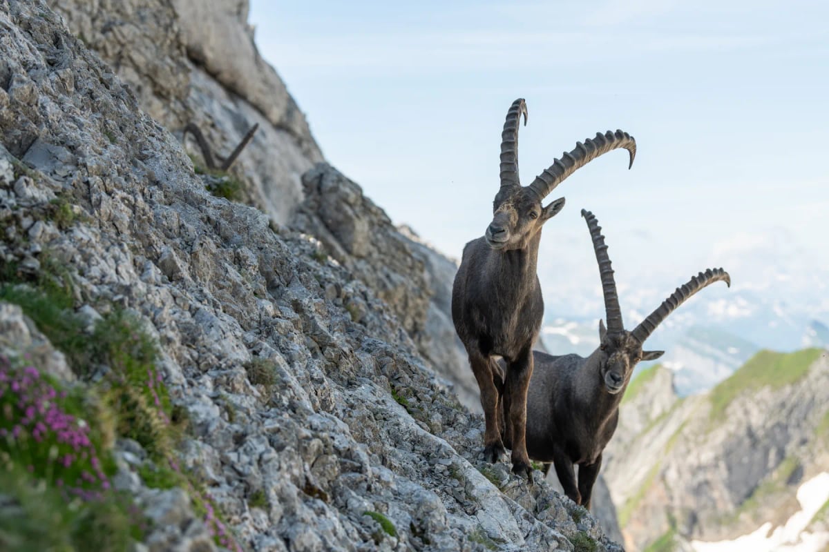 Alpine Ibex