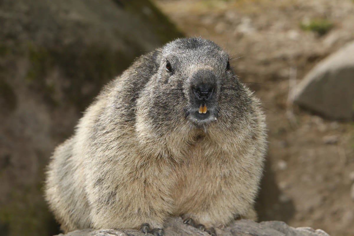 Alpine Marmot