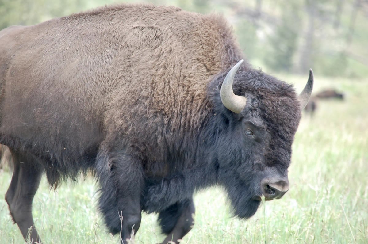American Bison