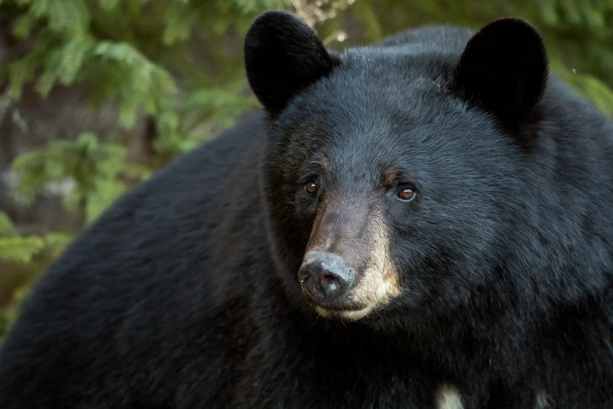 American Black Bear