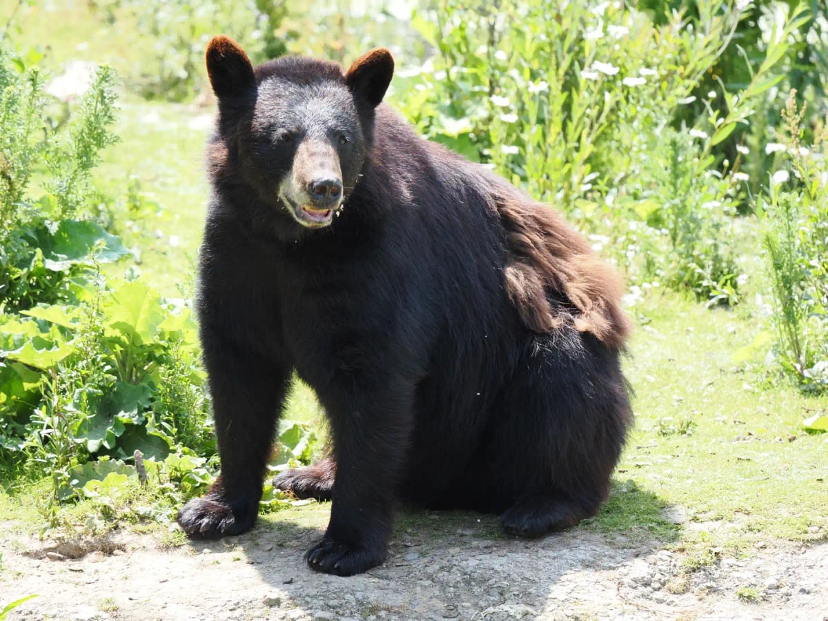 Oso negro americano en la naturaleza
