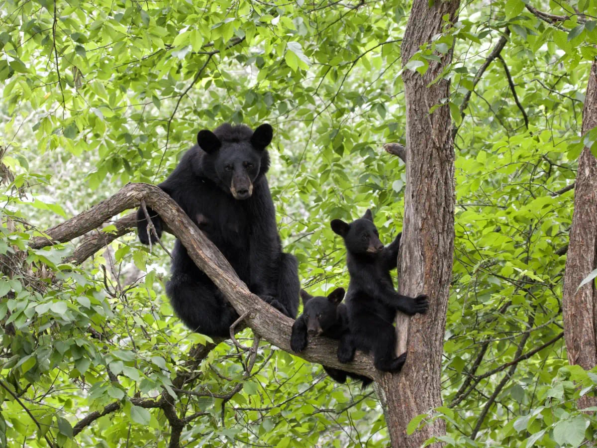 Oso negro americano en la naturaleza