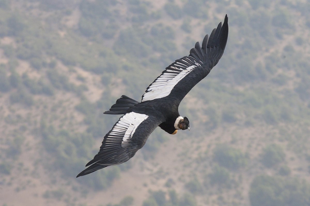 Andean Condor in the wild