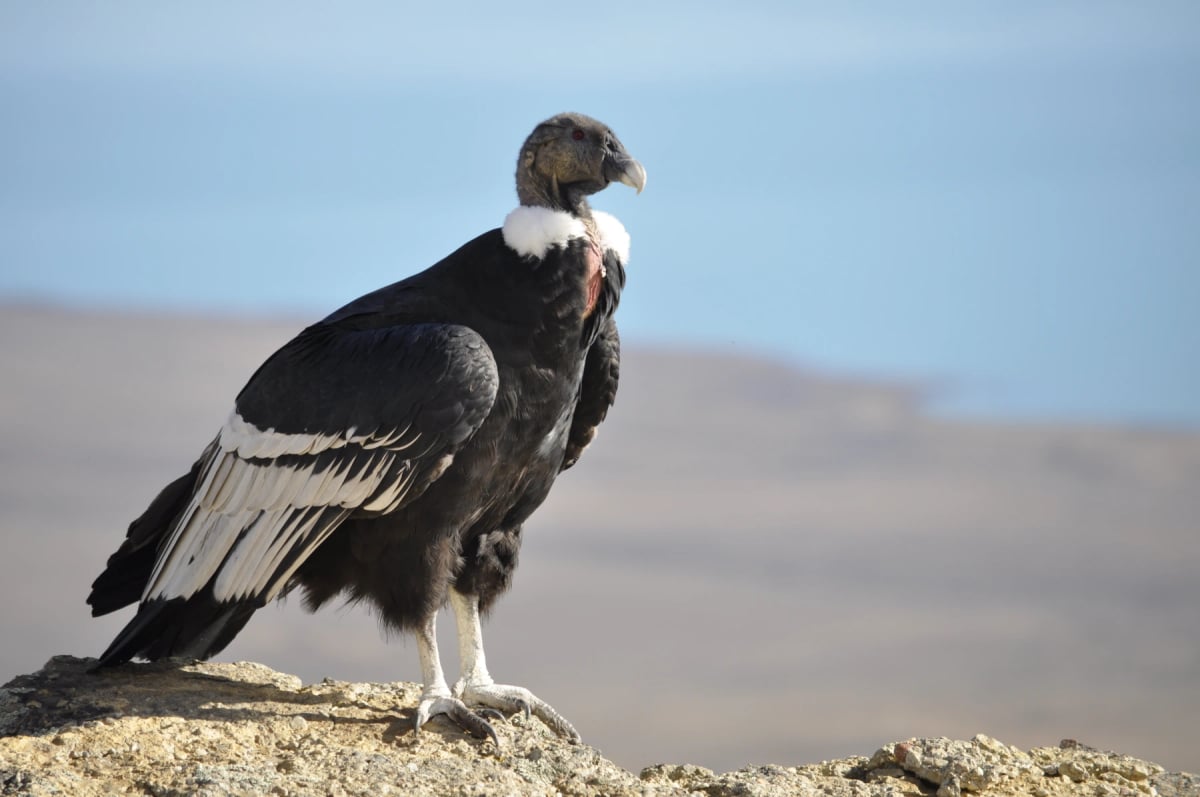 Andean Condor in the wild