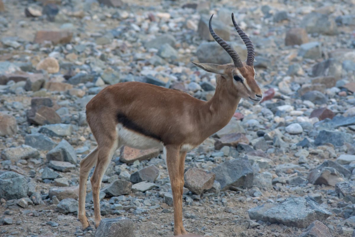Arabian Gazelle