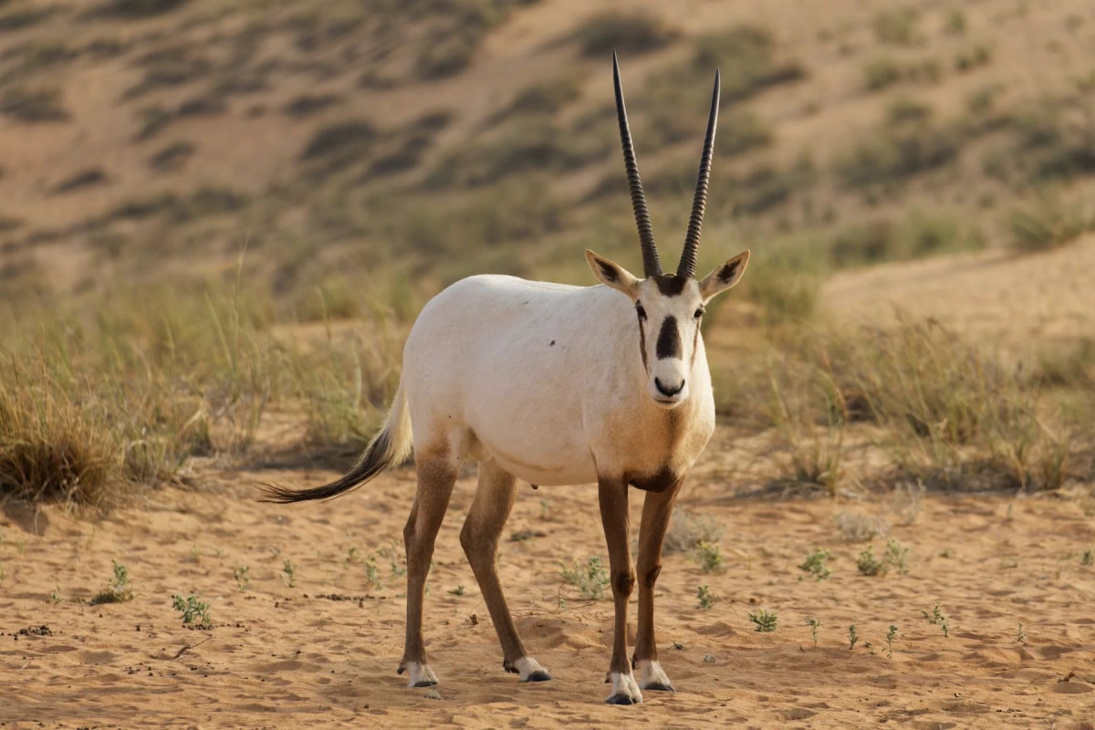 Oryx Arábigo