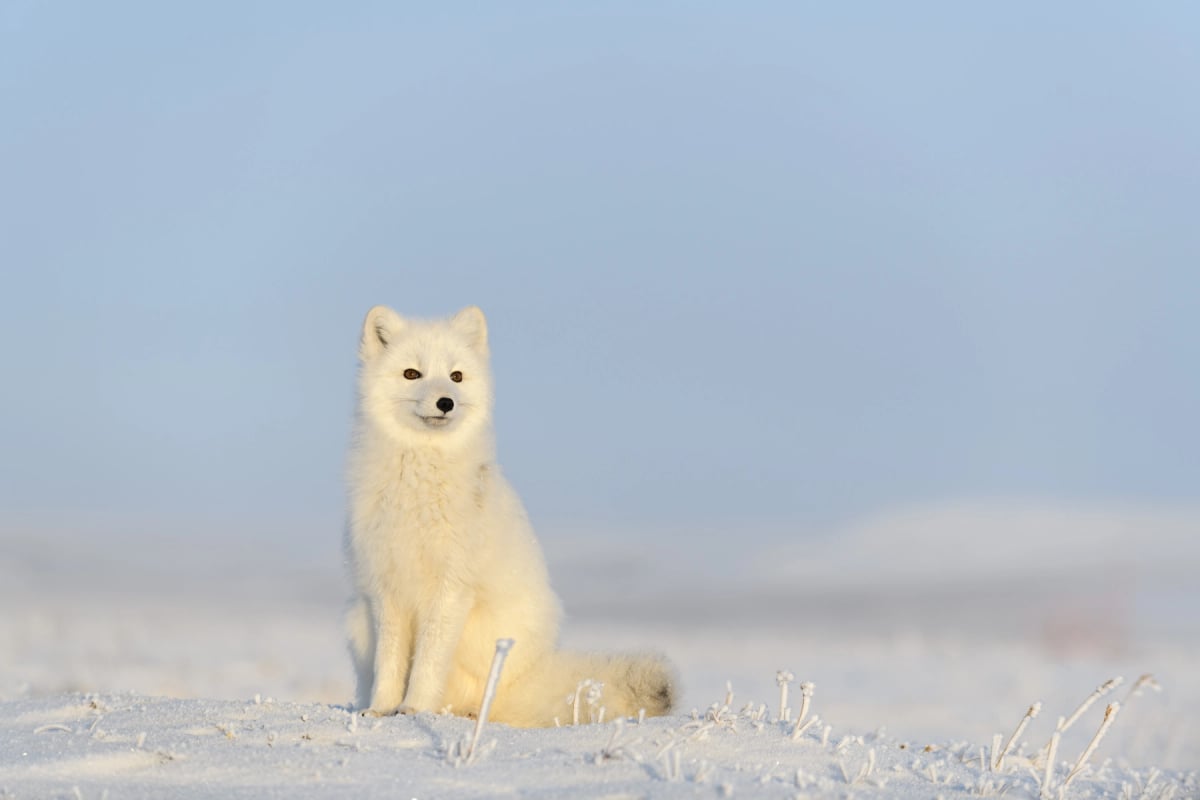 Arctic Fox