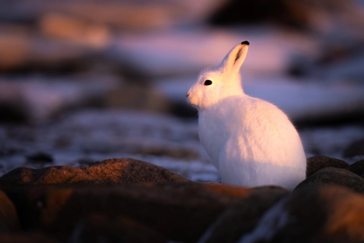 Arctic Hare in the wild